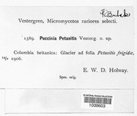 Puccinia petasitis image